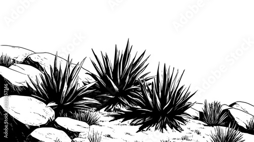 Agave plants growing on a rocky hillside in an arid landscape, vector illustration art