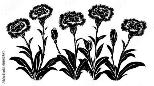 Carnation plant growing in the garden with multiple flower heads, vector illustration art