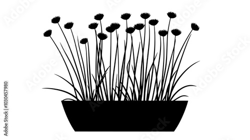 Chives growing in a thick clump with thin, hollow green leaves in a container, vector illustration art