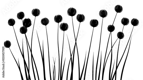 Chives growing in clumps with thin, hollow leaves, vector illustration art