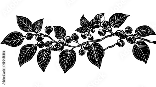Coffee cherries ripening on branches in a plantation, vector illustration art