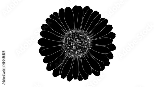 Daisy flower viewed from above showing radial petal arrangement, vector illustration art