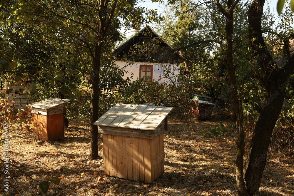 Fototapeta premium Beekeeping setup in a garden with hives near a rustic house