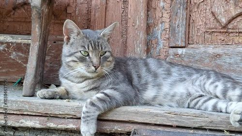 Chill tabby cat relaxing on a wooden porch in the afternoon sun