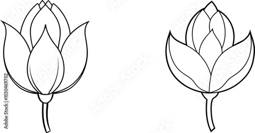 Two Outline Drawings of Closed Flower Buds