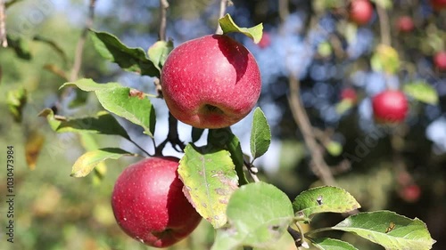 Apple picking in a picturesque orchard during autumn