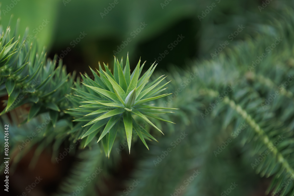 Bright branch of evergreen coniferous tree Araucaria bidwillii in family Araucariaceae. Foliage of bunya pine, banya or bunya-bunya. Nature concept. Botanical garden Puerto de la Cruz, Tenerife Bright branch of evergreen coniferous tree Araucaria bidwillii in family Araucariaceae. Foliage of bunya pine, banya or bunya-bunya. Nature concept. Botanical garden Puerto de la Cruz, Tenerife