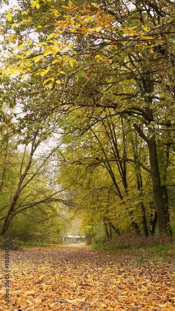 Autumn forest with yellow leaves and trees. Outdoor park atmosphere with fresh air and wild nature. Orange leaves falling from the ground Autumn forest with yellow leaves and trees. Outdoor park atmosphere with fresh air and wild nature. Orange leaves falling from the ground