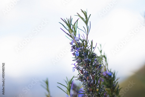 Mountain Plant With Purple Flowers