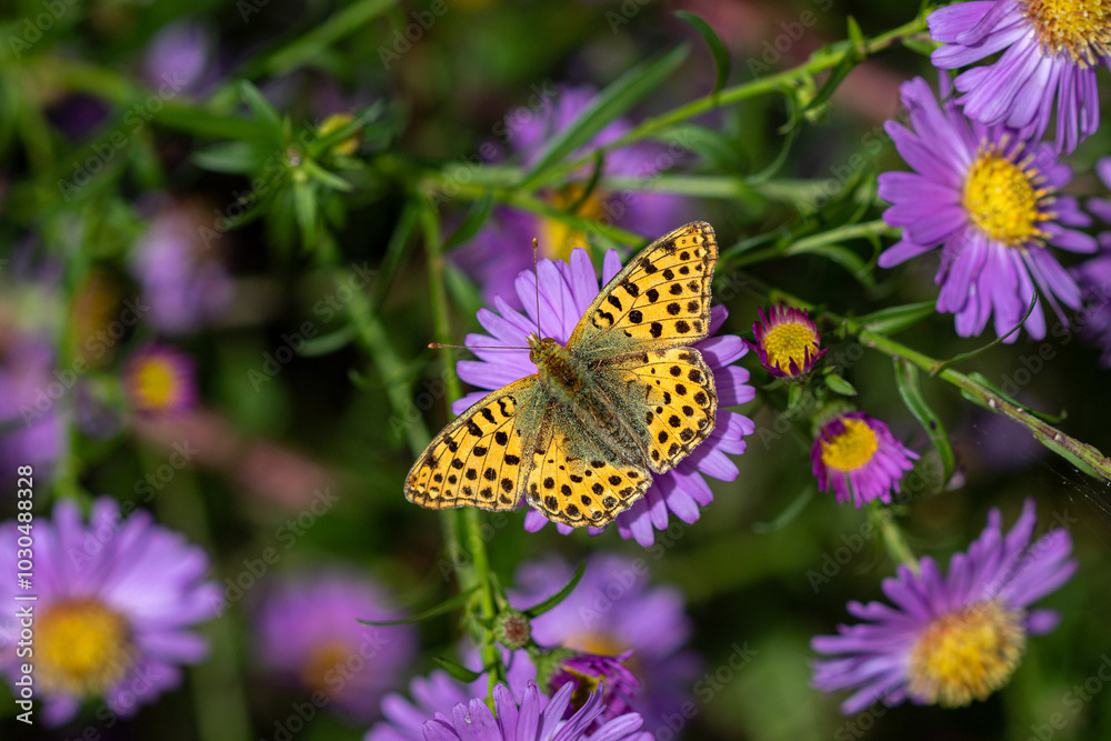 Naklejka premium A Queen of Spain fritillary (Issoria lathonia), resting on Michaelmas daisies (Aster).