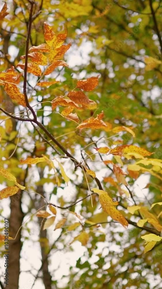 Autumn forest with yellow leaves and trees. Outdoor park atmosphere with fresh air and wild nature. Orange leaves falling from the ground Autumn forest with yellow leaves and trees. Outdoor park atmosphere with fresh air and wild nature. Orange leaves falling from the ground