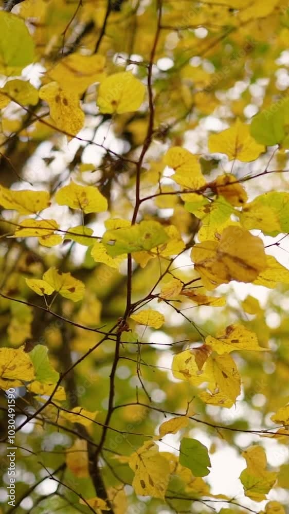 Autumn forest with yellow leaves and trees. Outdoor park atmosphere with fresh air and wild nature. Orange leaves falling from the ground Autumn forest with yellow leaves and trees. Outdoor park atmosphere with fresh air and wild nature. Orange leaves falling from the ground