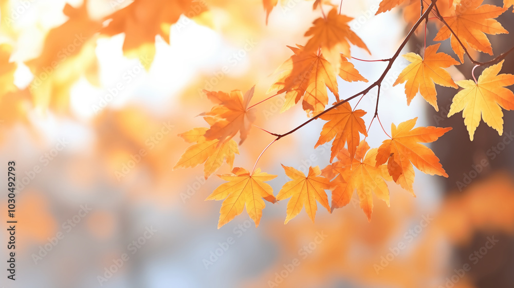 Golden autumn maple leaves with blurred background. Autumn background Golden autumn maple leaves with blurred background. Autumn background
