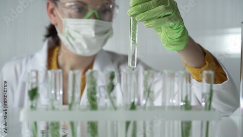 Obraz na płótnie Female scientist wearing a lab coat, green gloves and mask looking to the test tube with plants inside, close up. Science and medicine w salonie