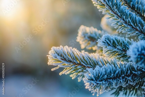 A close-up of frost-covered pine needles glistening in the early morning sunlight 