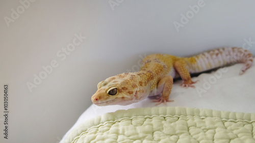 e gecko explores a quilted surface, reflecting the balance between its natural instincts and the comfort of indoor life. This scene captures a moment of curiosity and exploration. photo