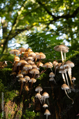 Vertically grown group of mushrooms in autumn on an old tree stump with moss