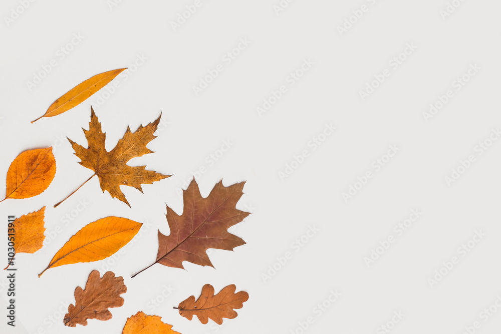 Autumn holiday frame composition, pattern made of different dried leaves on white wooden background. thanksgiving day, halloween eco zero waste concept. Minimal flat lay, top view Autumn holiday frame composition, pattern made of different dried leaves on white wooden background. thanksgiving day, halloween eco zero waste concept. Minimal flat lay, top view
