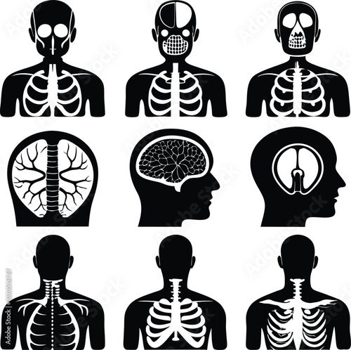 Human Anatomy Silhouette Vector Art: Skeleton, Lungs, Brain, Nervous System - Medical Illustration for Education & Design Projects