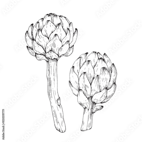 Artichoke sketch hand drawn with ink. Black and white illustration of artichoke flowers. Element for restaurant menu design, food packaging and label. 