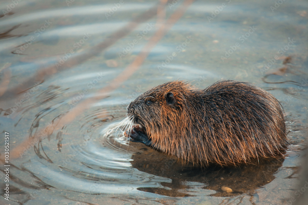 A beaver swimming in a tranquil pond at sunset, creating ripples in the water during a calm evening in nature A beaver swimming in a tranquil pond at sunset, creating ripples in the water during a calm evening in nature