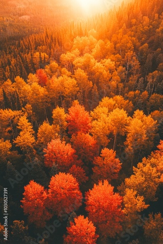 Aerial view of an autumn aspen forest in vibrant orange and red colors