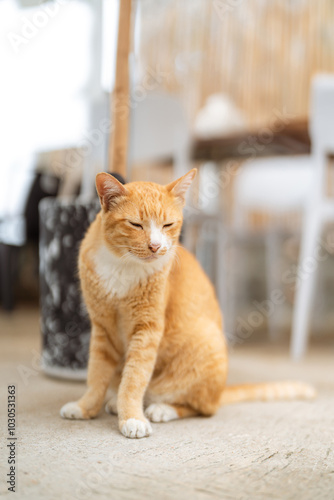 Relaxed Ginger Tabby Cat Sitting on the Floor with a Calm Expression in a Cozy Indoor Setting