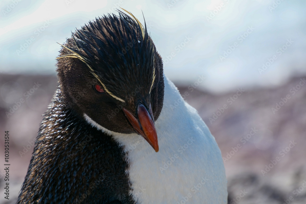 Naklejka premium Close-up of a wet Rockhopper penguin Eudyptes chrysocome standing and basking in the sun on rocksby the sea on Isla Pinguino Argentina