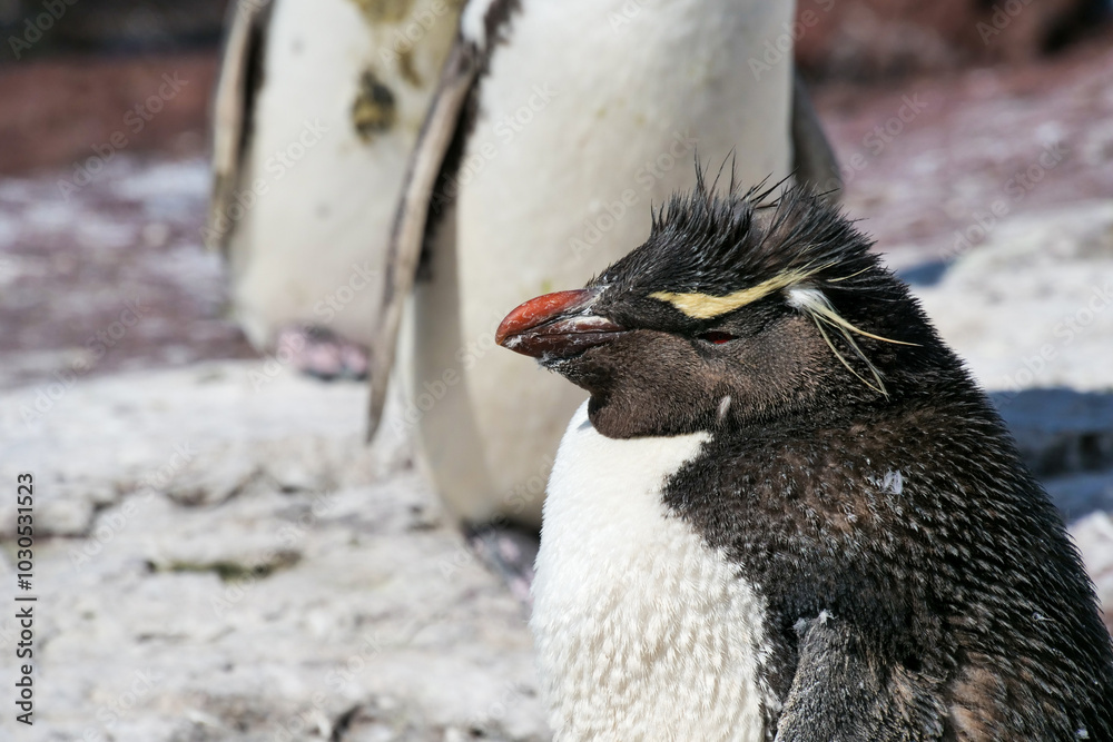 Naklejka premium A wet Rockhopper penguin Eudyptes chrysocome standing and basking in the sun on rocksby the sea on Isla Pinguino Argentina