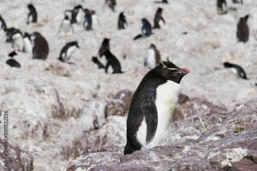 A group of wet Rockhopper penguins Eudyptes chrysocome standing on rocks while basking in the sun on Isla Pinguino Argentina