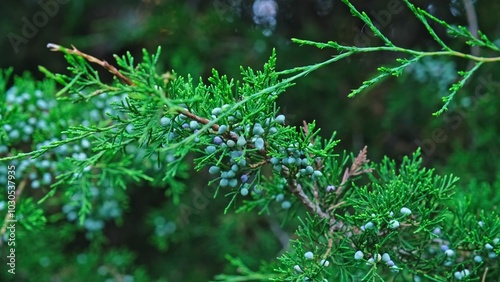 Branches of Coniferous Evergreen Eastern Red Cedar Virginian Juniper Covered in Unripe Berries