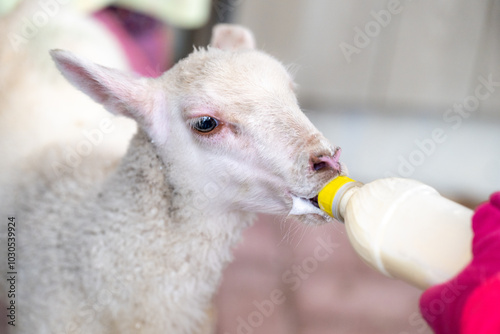 A woman wearing pink gloves feeds a white newborn baby lamb using a plastic baby bottle with a yellow teat. The ewe is being fed colostrum from a bottle. The head of the baby animal is pinkish. photo