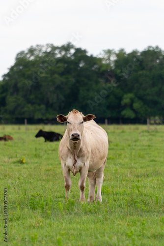 A large tan-colored poll bullock. The adult cow is standing in a lush green field of grass. The dairy animal has its head turned as it chews grass and looks forward. Its ears are sticking out.