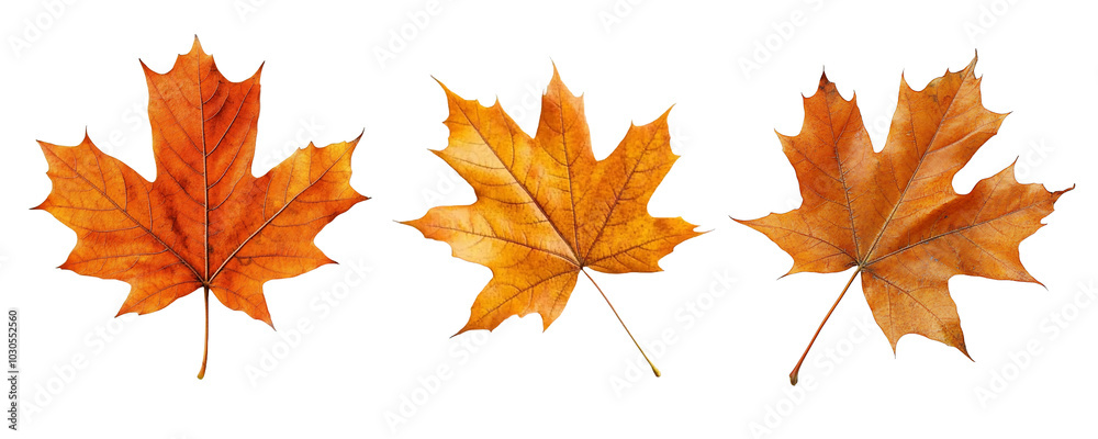 Three autumn leaves in vibrant orange hues on a transparent background. Three autumn leaves in vibrant orange hues on a transparent background.