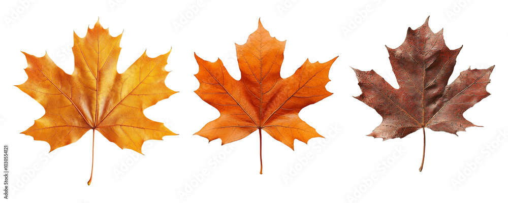 Three autumn leaves in vibrant orange and brown hues.