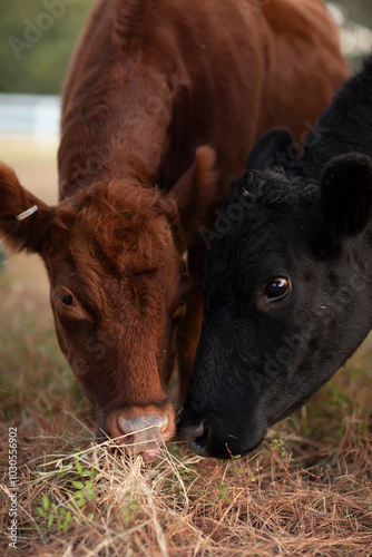 cows