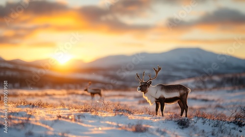 Majestic reindeer roaming the serene snow covered landscapes of the Arctic tundra during an exhilarating wildlife safari expedition