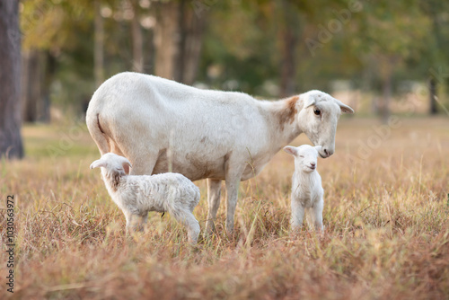 Smiling lamb with mother