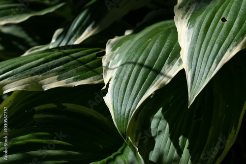 Plant with green leaves and white edge, contrasty harsh light