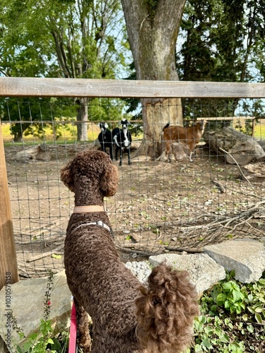 Valokuva A brown standard poodle watching a goat carefully at a family farm in southern I