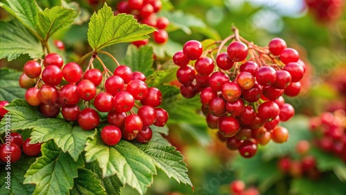 Highbush cranberry bush growing in the wild forest during August