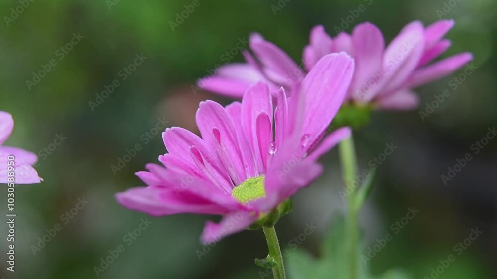 bright pink gerbera daisies in garden background, flowering plant with vibrant blooms taken in selective focus in close-up view bright pink gerbera daisies in garden background, flowering plant with vibrant blooms taken in selective focus in close-up view