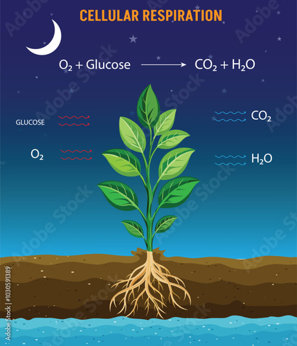 Cellular Respiration Energy Production through Glucose and Oxygen Conversion