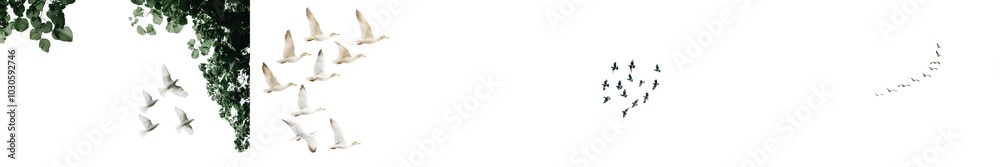 Obraz premium Flying pigeon flock on white background. Clipping path saved.
