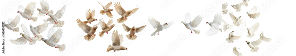 Fototapeta premium Flying birds formation of pigeons many isolated in the background