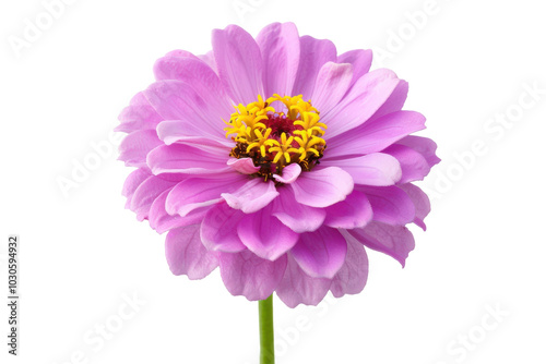 Bright Zinnia Flower Isolated on Transparent or White Background