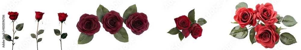 Isolated rose on white background, depth of field is full Isolated rose on white background, depth of field is full
