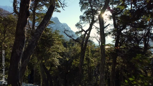 trees in the woods