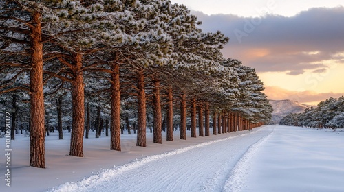 Snow Covered Pine Trees Line a Path in the Mountains at Sunset.