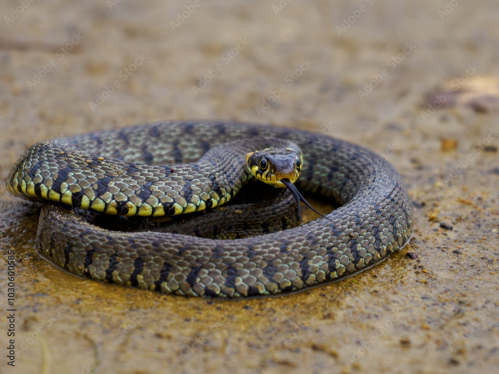 Fototapeta premium Grass snake (Natrix natrix) with tongue extented